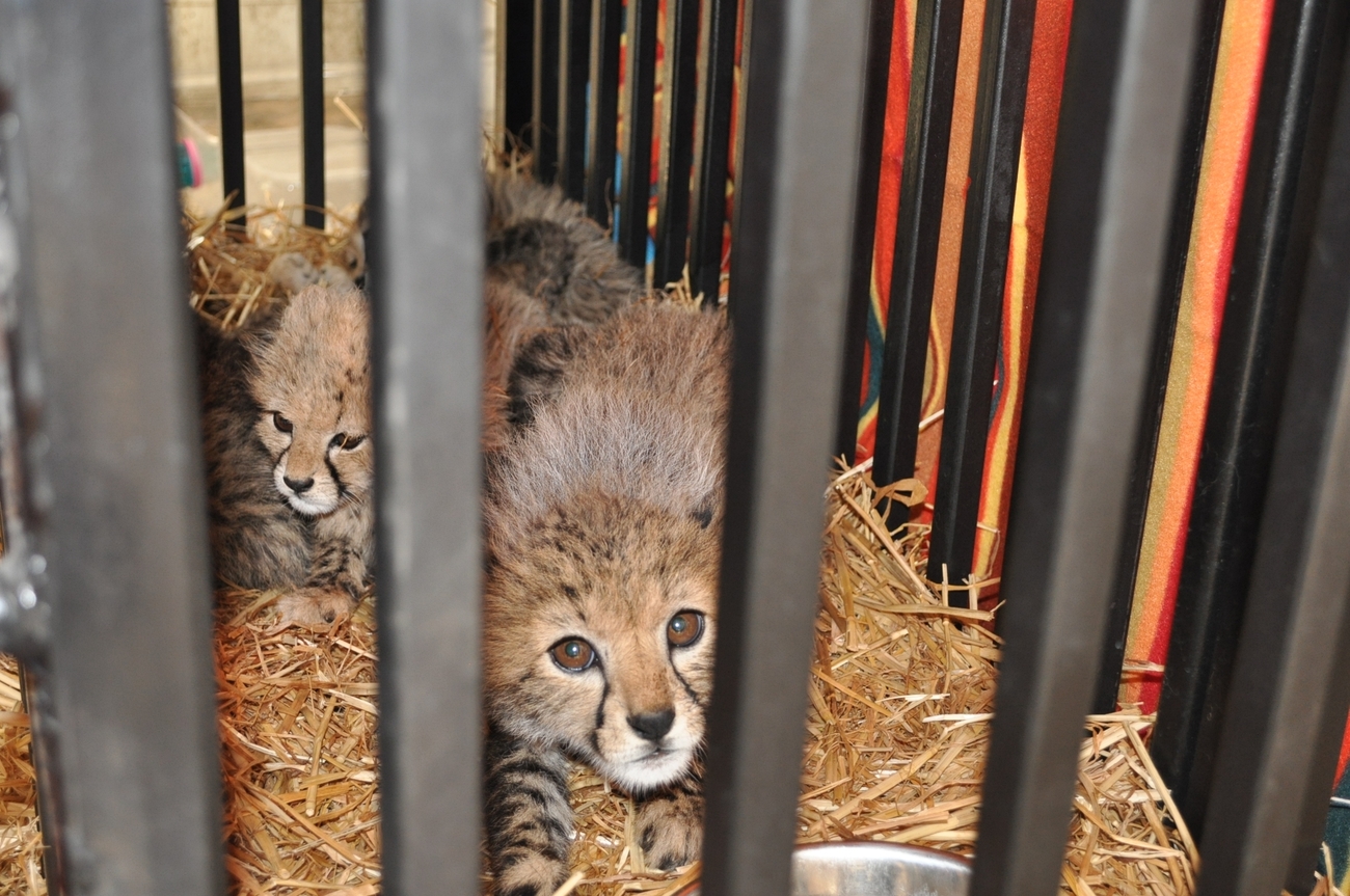 Wildlife Crime - Money Laundering